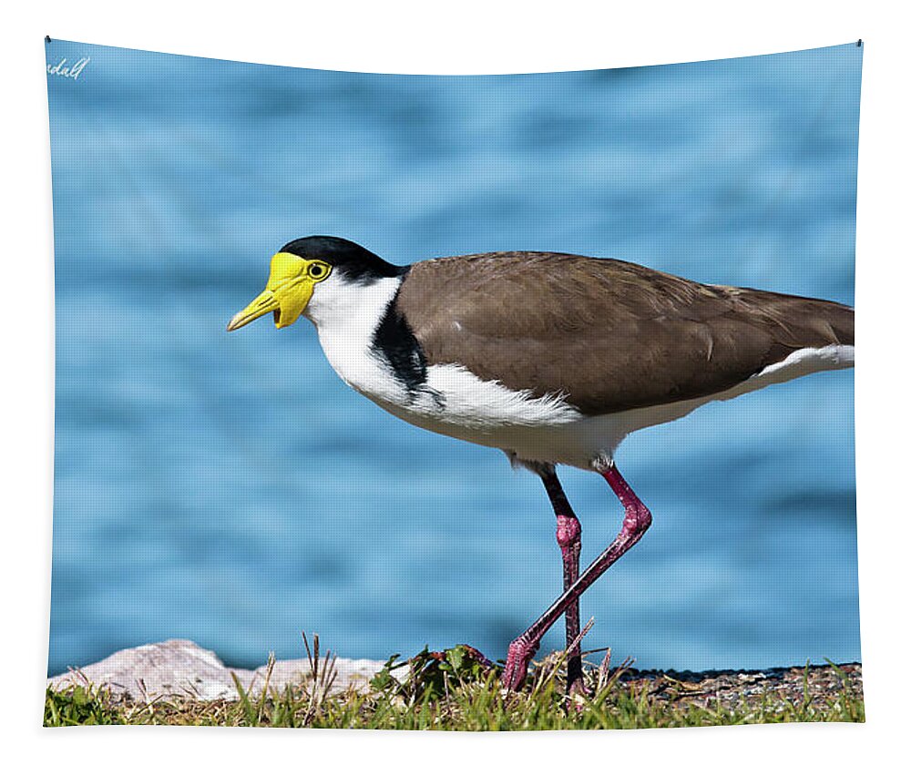 Australian Plover Tapestry featuring the digital art Australian plover 893 by Kevin Chippindall