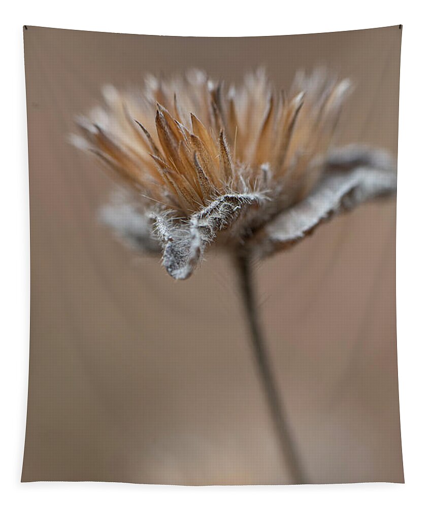 Autumn Tapestry featuring the photograph Autumn Dried Flower by Karen Rispin