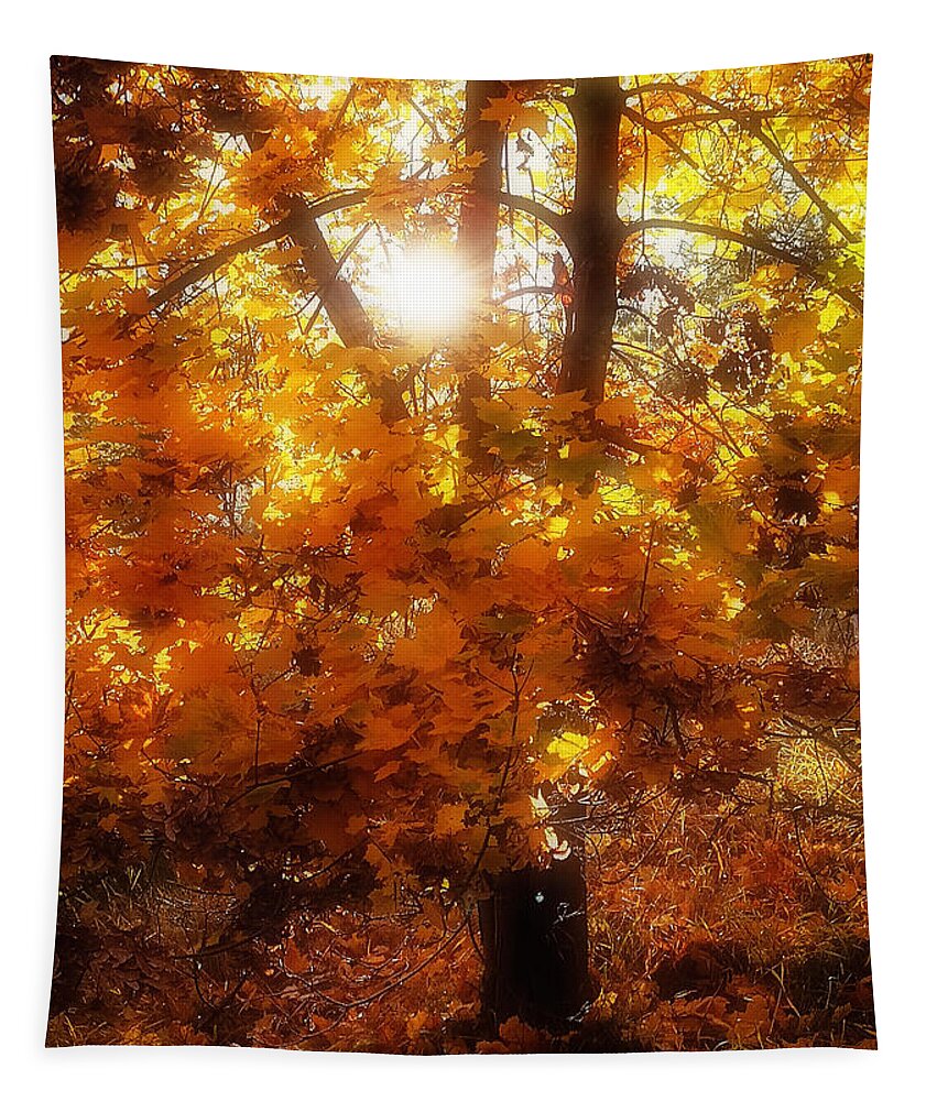 Autumn Tapestry featuring the photograph Autumn Fire by Linda McRae