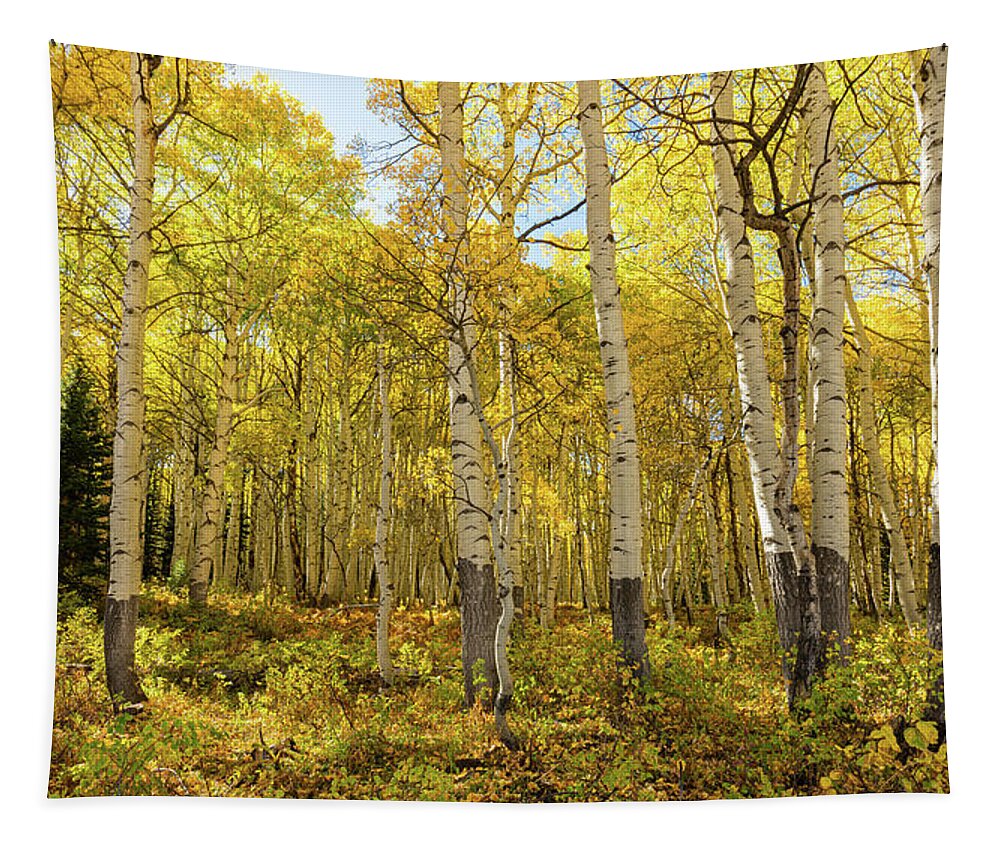 Aspens Tapestry featuring the photograph Autumn Golden Aspen Splendor 2 by Ron Long Ltd Photography