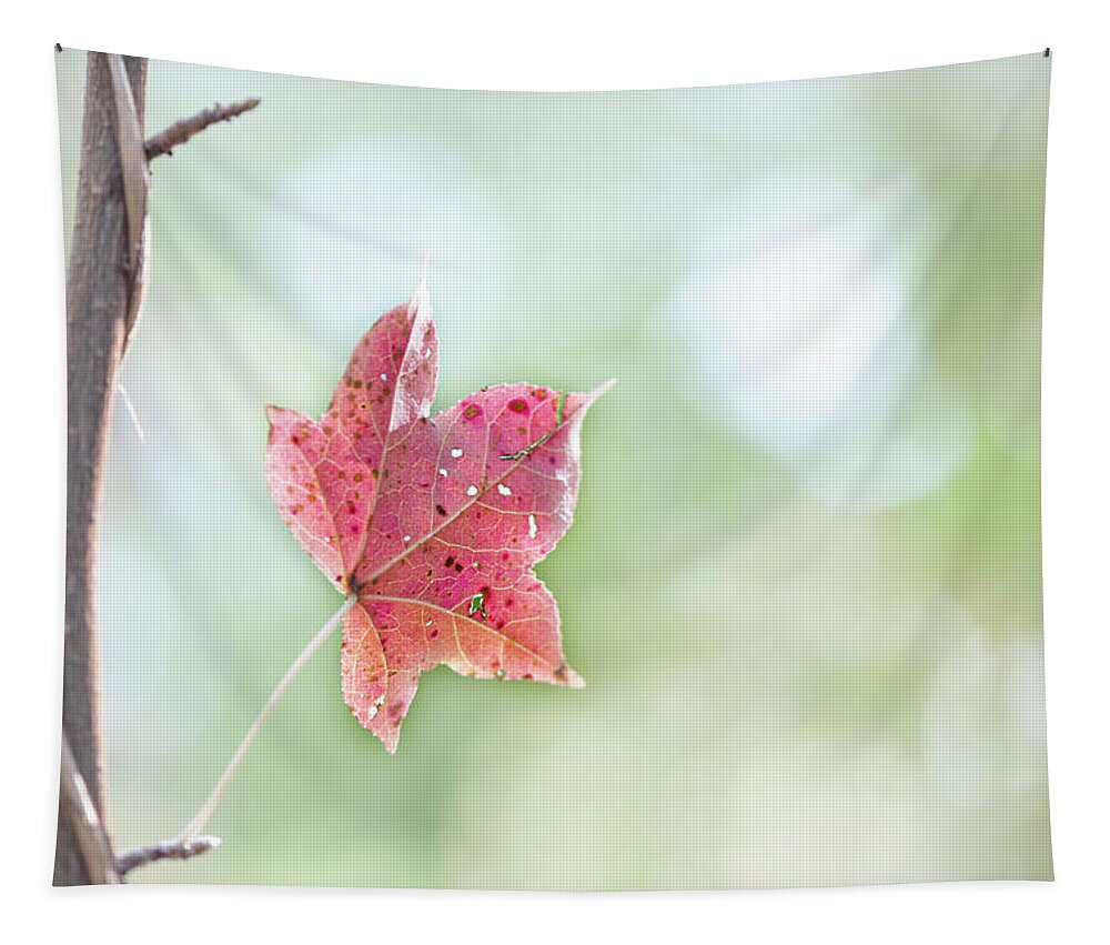 Fall Tapestry featuring the photograph Autumn Leaf by Karen Rispin