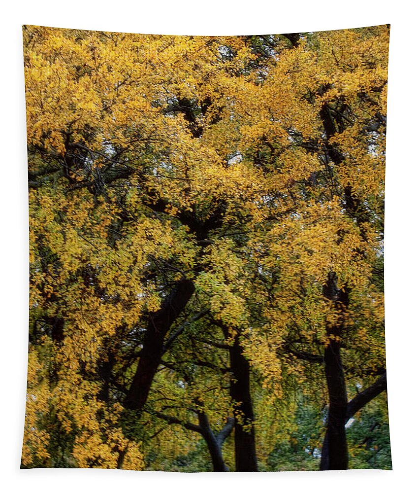 Trees Tapestry featuring the photograph Autumn Tree by Joan Bertucci
