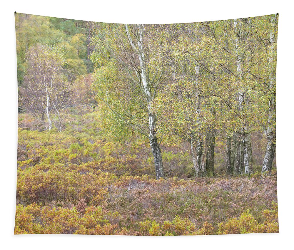 Autumn Tapestry featuring the photograph Autumn with bilberries and silver birch trees by Anita Nicholson