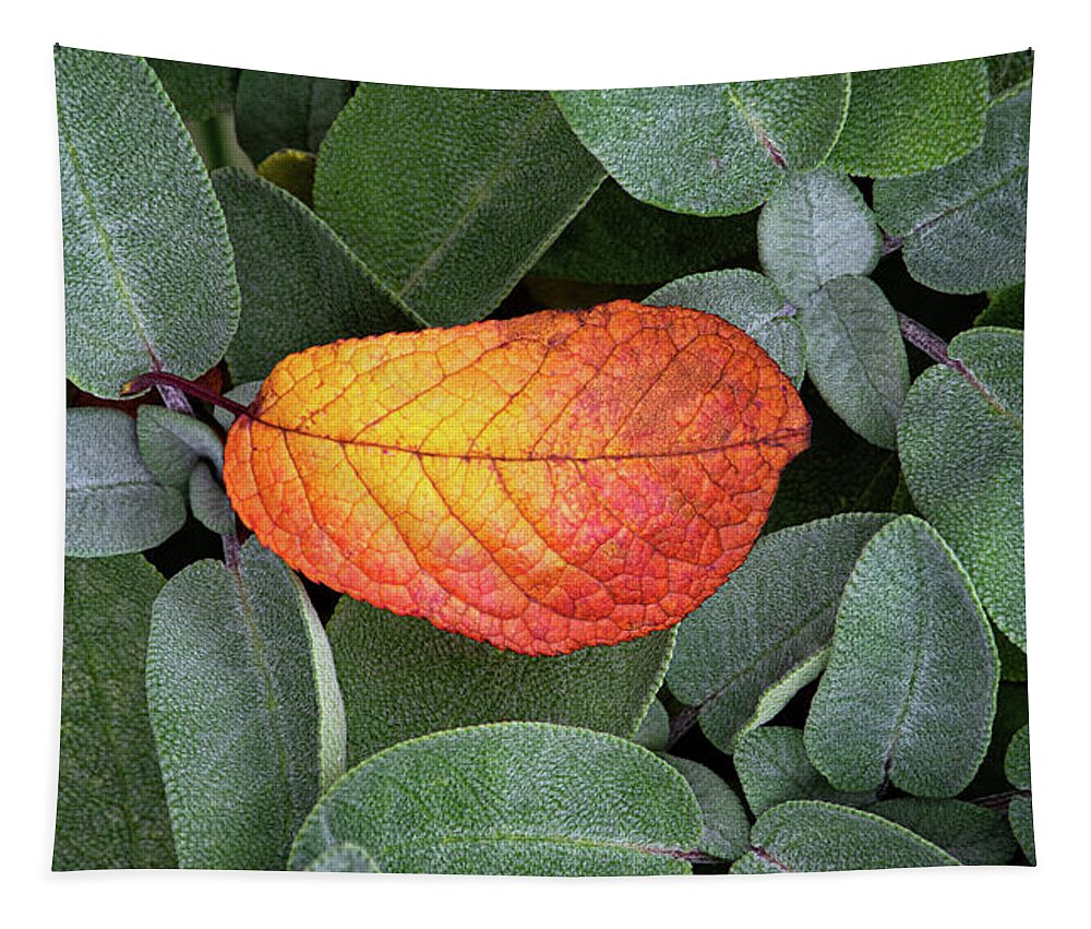 Autumnal Tapestry featuring the photograph Autumnal leaf in a sage bush by Bernhard Schaffer