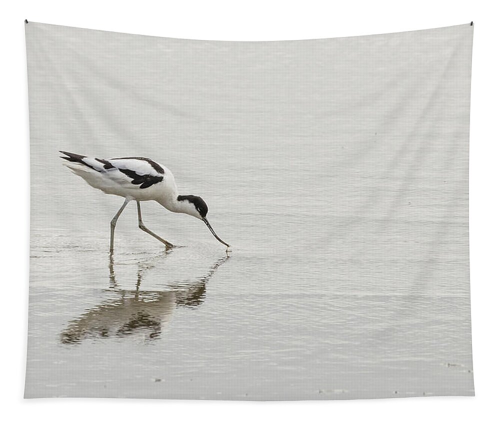 100-400mmlmk2 Tapestry featuring the photograph Avocet by Wendy Cooper