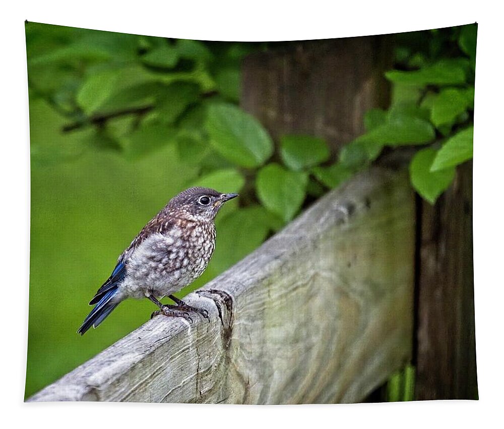 Wildlife Tapestry featuring the photograph Baby Bluebird by John Benedict