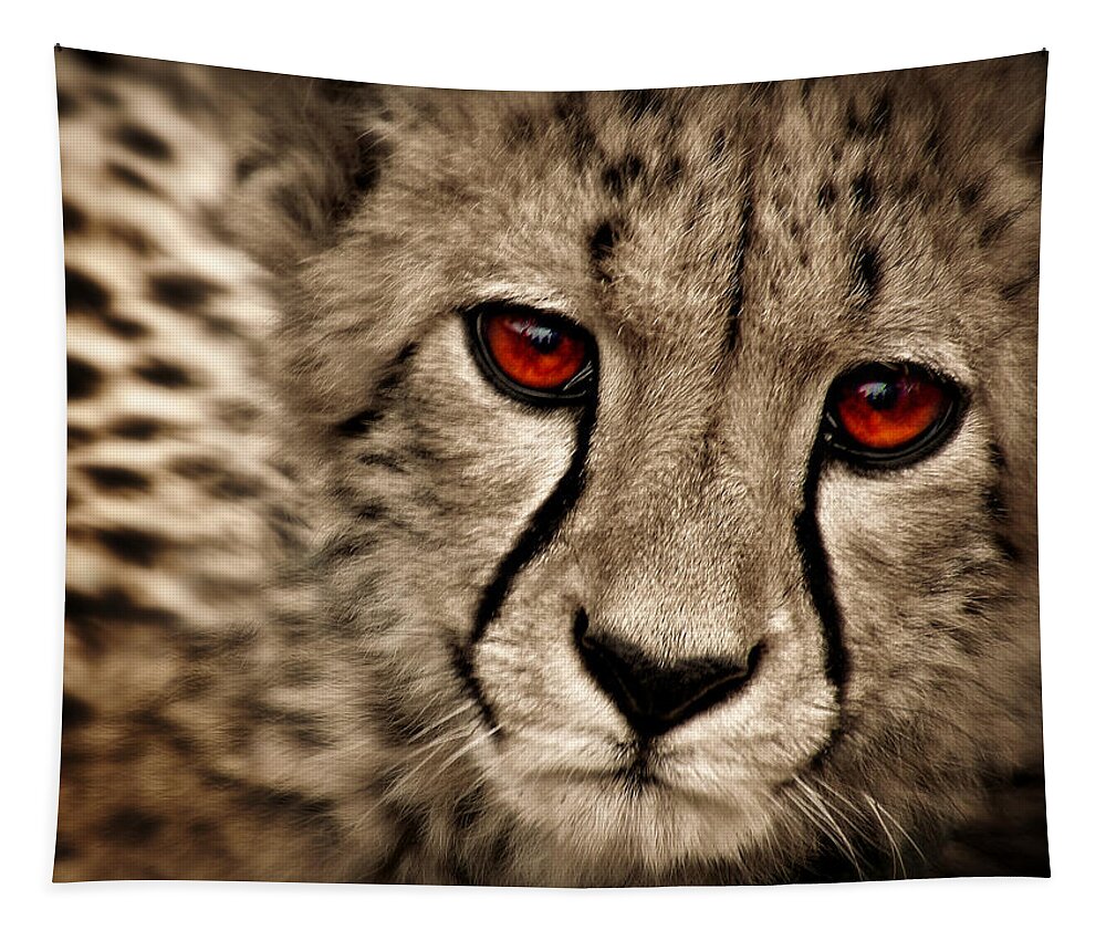 Baby Cheetah Tapestry featuring the photograph Baby Cheetah by Micki Findlay