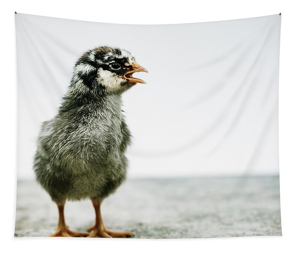 Chick Tapestry featuring the photograph Baby Chicken Clucking by Ada Weyland