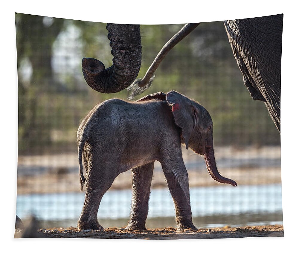 Africa Tapestry featuring the photograph Baby Elephant by Bill Cubitt