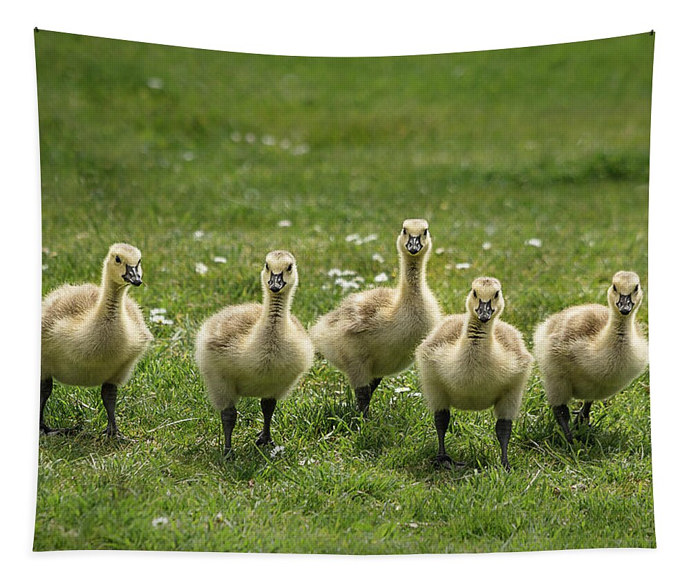 Geese Tapestry featuring the photograph Baby Goslings by Linda Villers