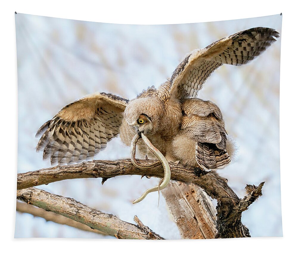 Great Horned Owls Tapestry featuring the photograph Great Horned Owlet with Snake by Judi Dressler