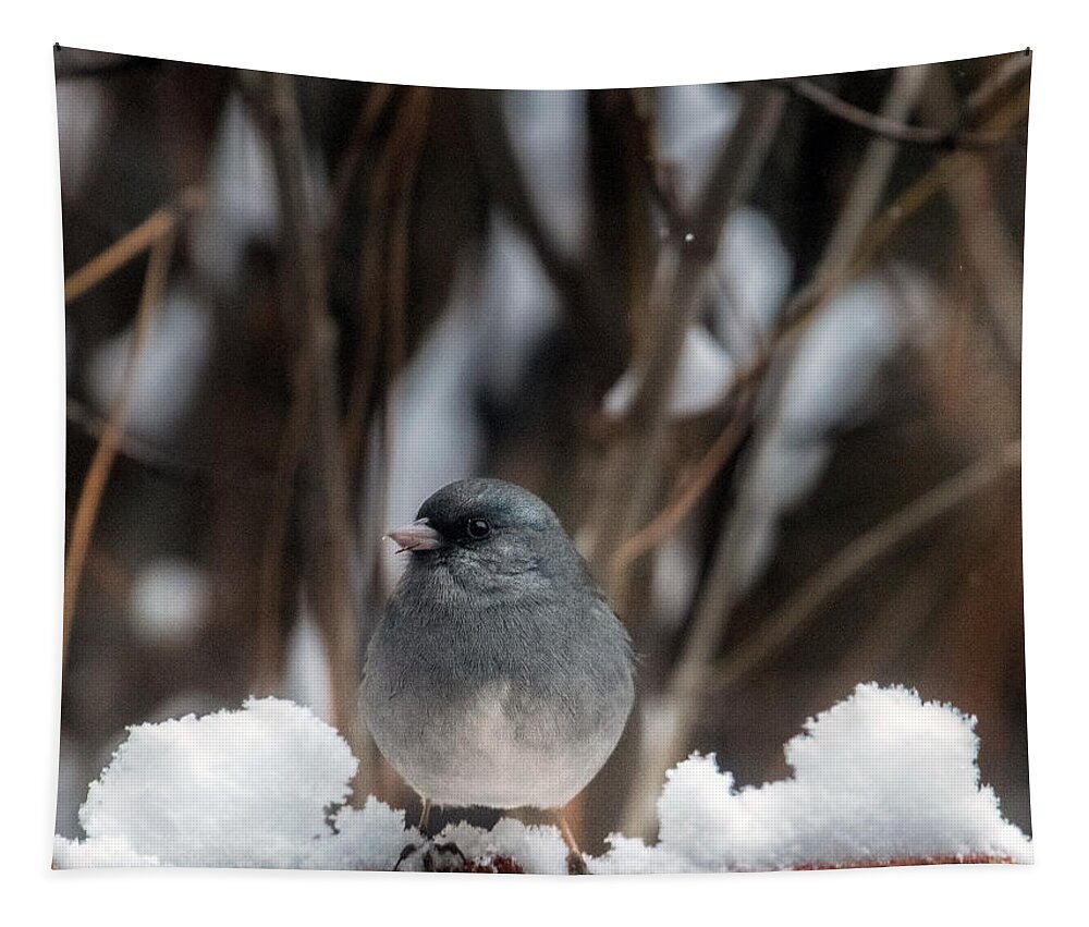 Junco Tapestry featuring the photograph Baby, it's Cold Outside by Laura Putman
