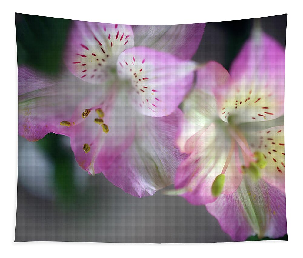 Baby Pink Peruvian Lily Tapestry featuring the photograph Baby Pink Peruvian Lily by Gwen Gibson