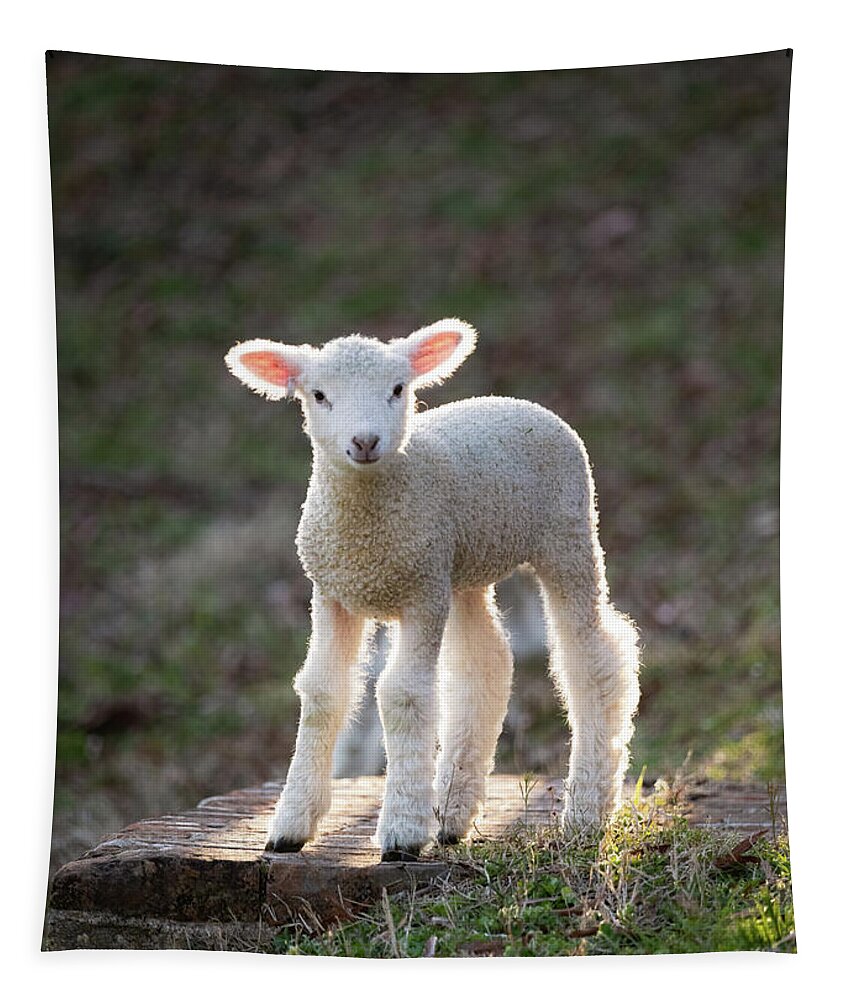 Lamb Tapestry featuring the photograph Baby Sheep in the Springtime by Rachel Morrison