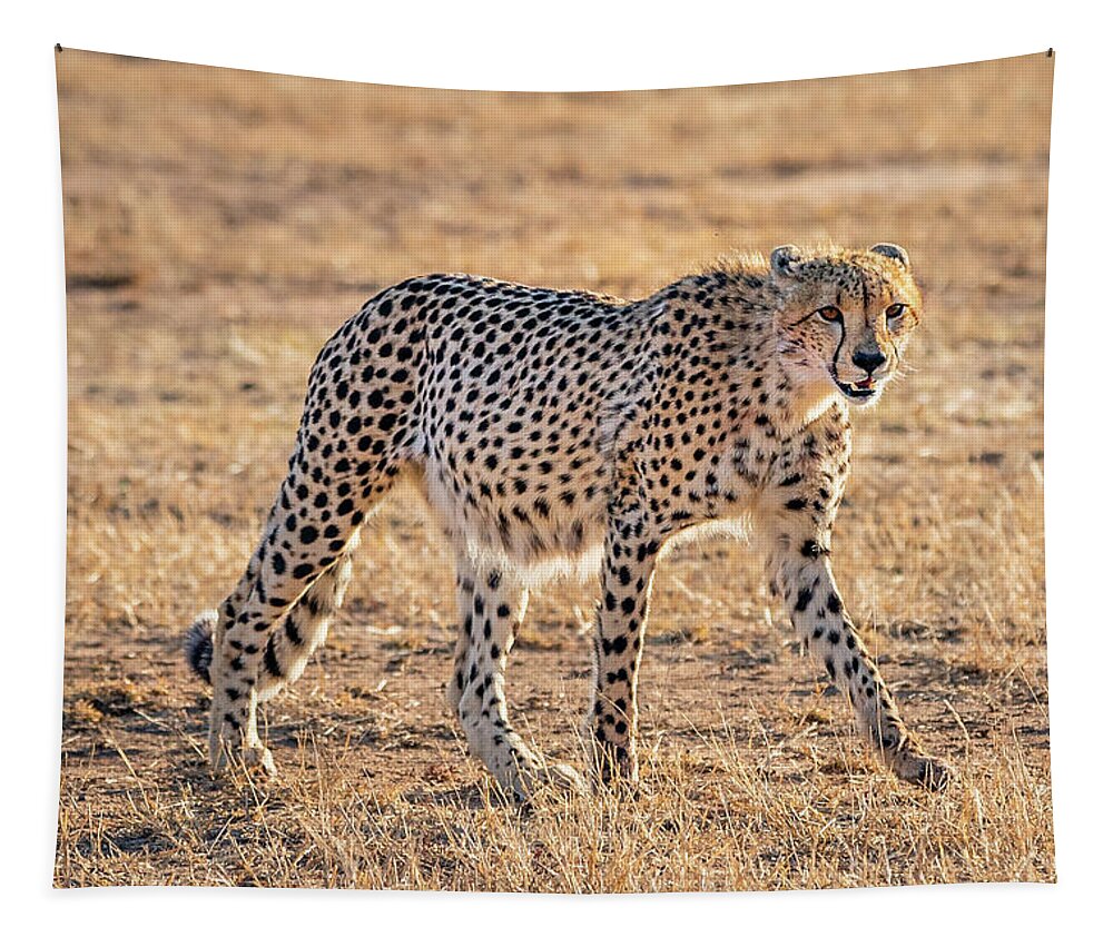Cheetah Tapestry featuring the photograph Backlit Cheetah by Elvira Peretsman