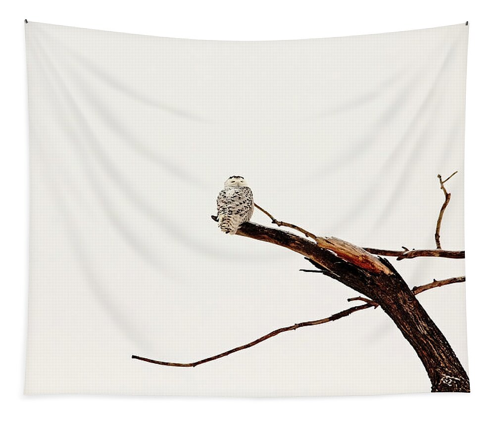 Snowy Owl Tapestry featuring the photograph Backward Glance by Debbie Oppermann