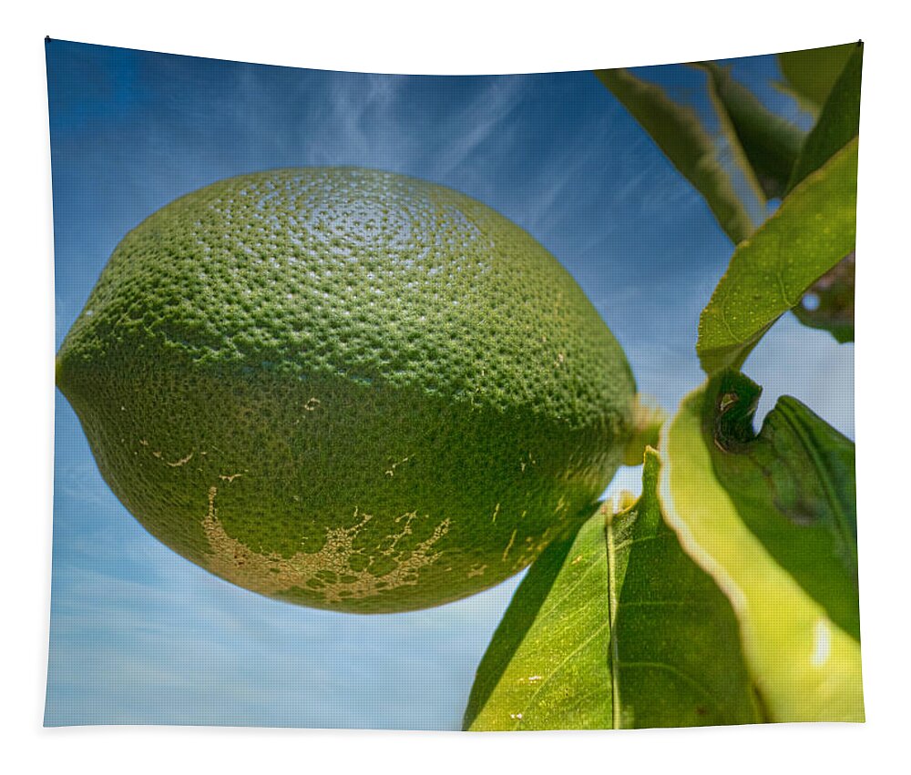 Lime Tapestry featuring the photograph Backyard Beauty by Richard Goldman