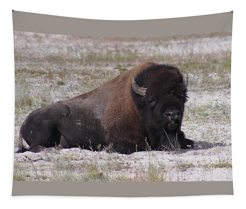 Bison Tapestry featuring the photograph Bad Day by Yvonne M Smith