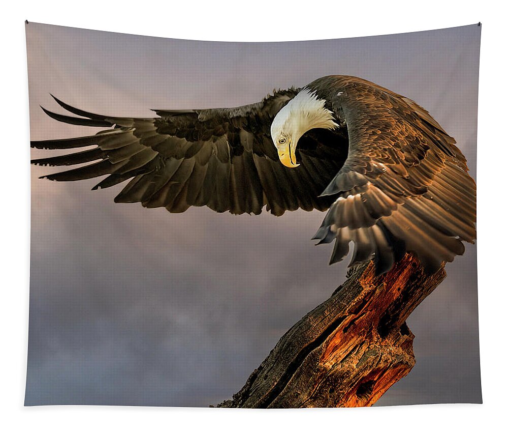 Bald Eagle Tapestry featuring the photograph Bald Eagle at Sunrise by Dawn Key