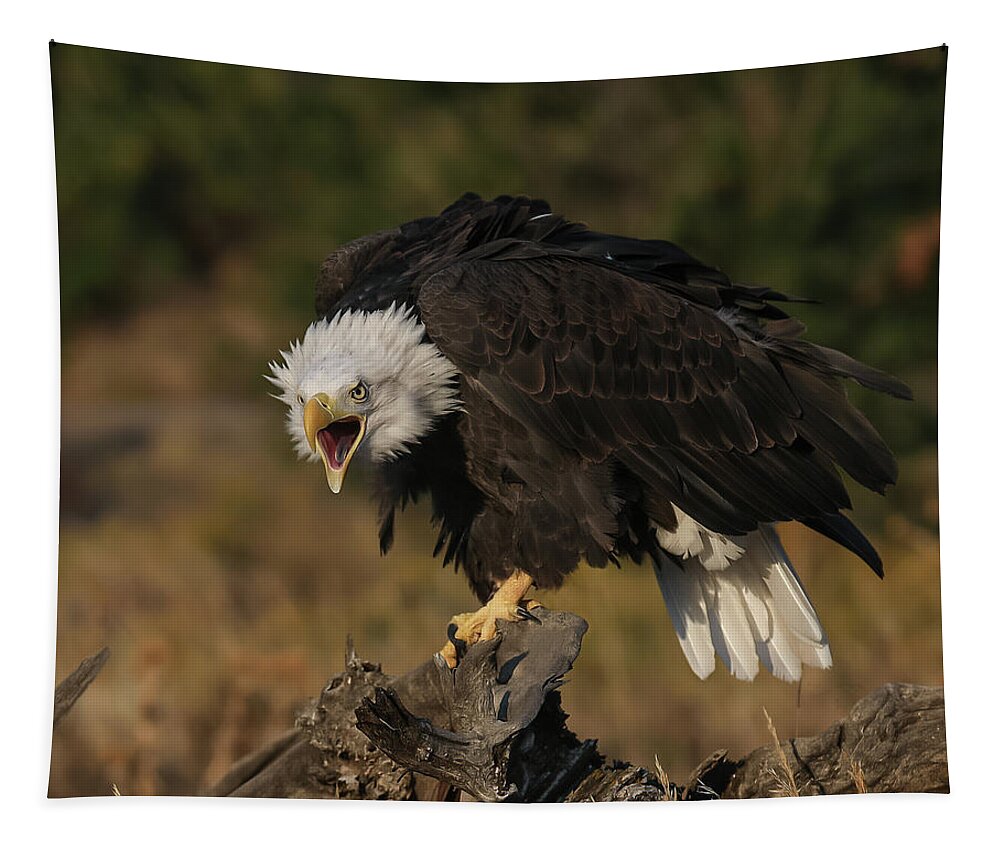 Bald Eagle Tapestry featuring the photograph Bald Eagle Comminication by Dawn Key
