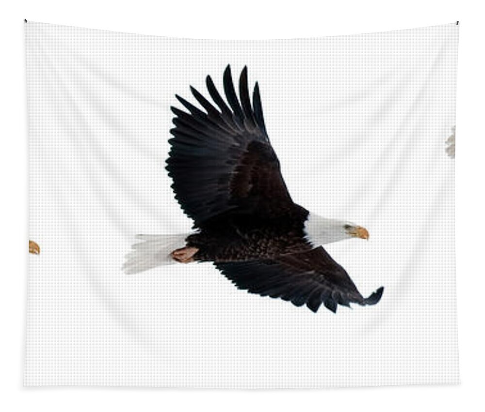Bald Tapestry featuring the photograph Bald Eagle Composite by Gary Langley