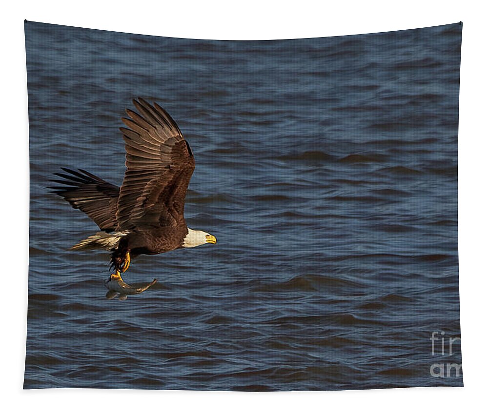 Ohio Tapestry featuring the photograph Bald Eagle Flying Fish by Teresa Jack