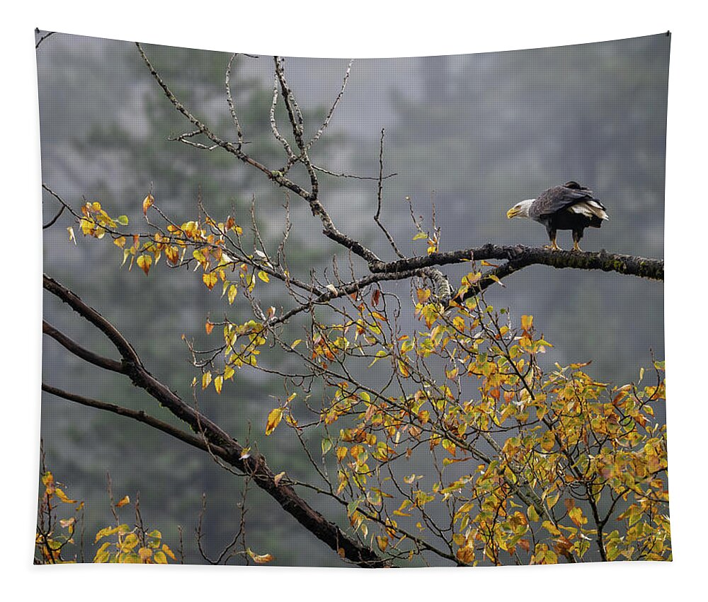 Bird Tapestry featuring the photograph Bald Eagle in Autumn by Bill Cubitt