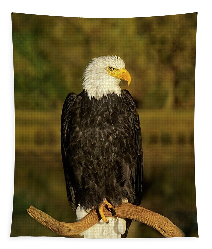 Dave Welling Tapestry featuring the photograph Bald Eagle Perched On Snag by Dave Welling