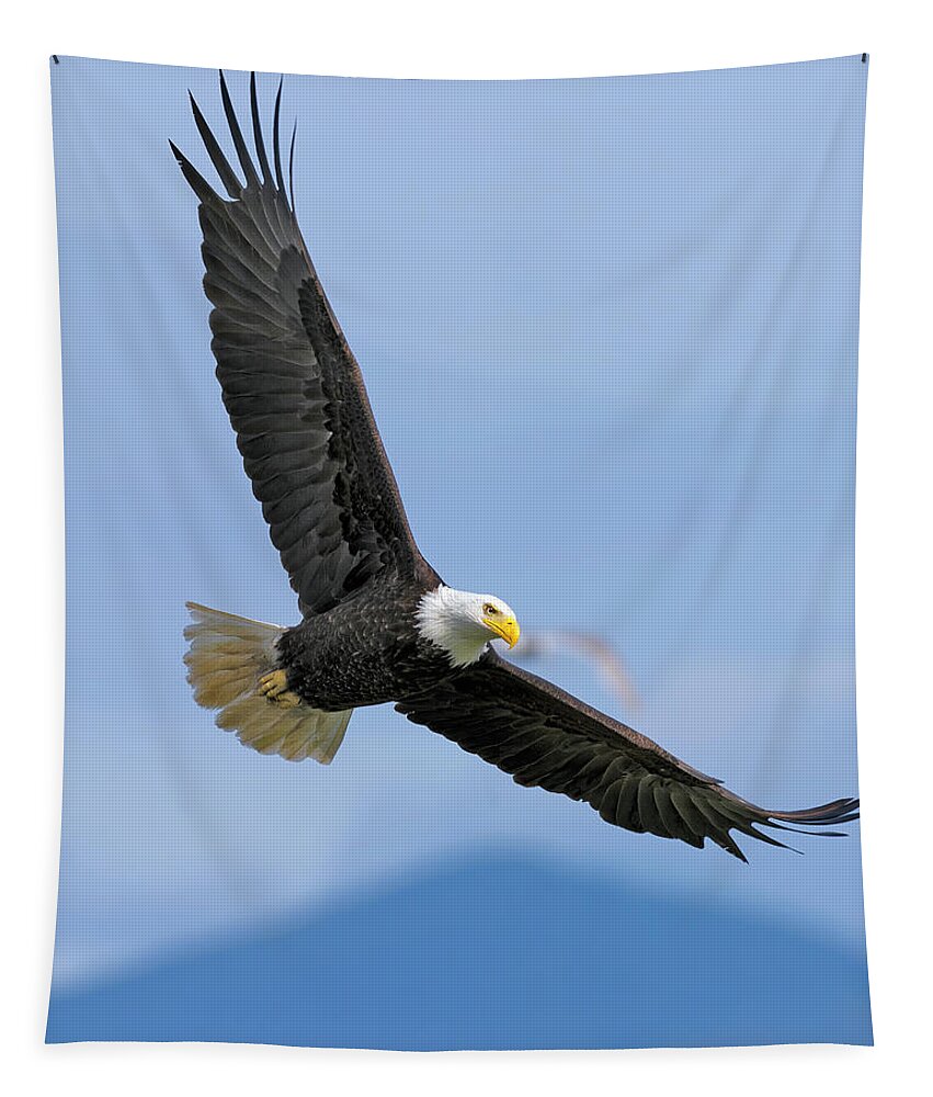 American Tapestry featuring the photograph Bald Eagle soaring Hood Canal by Gary Langley