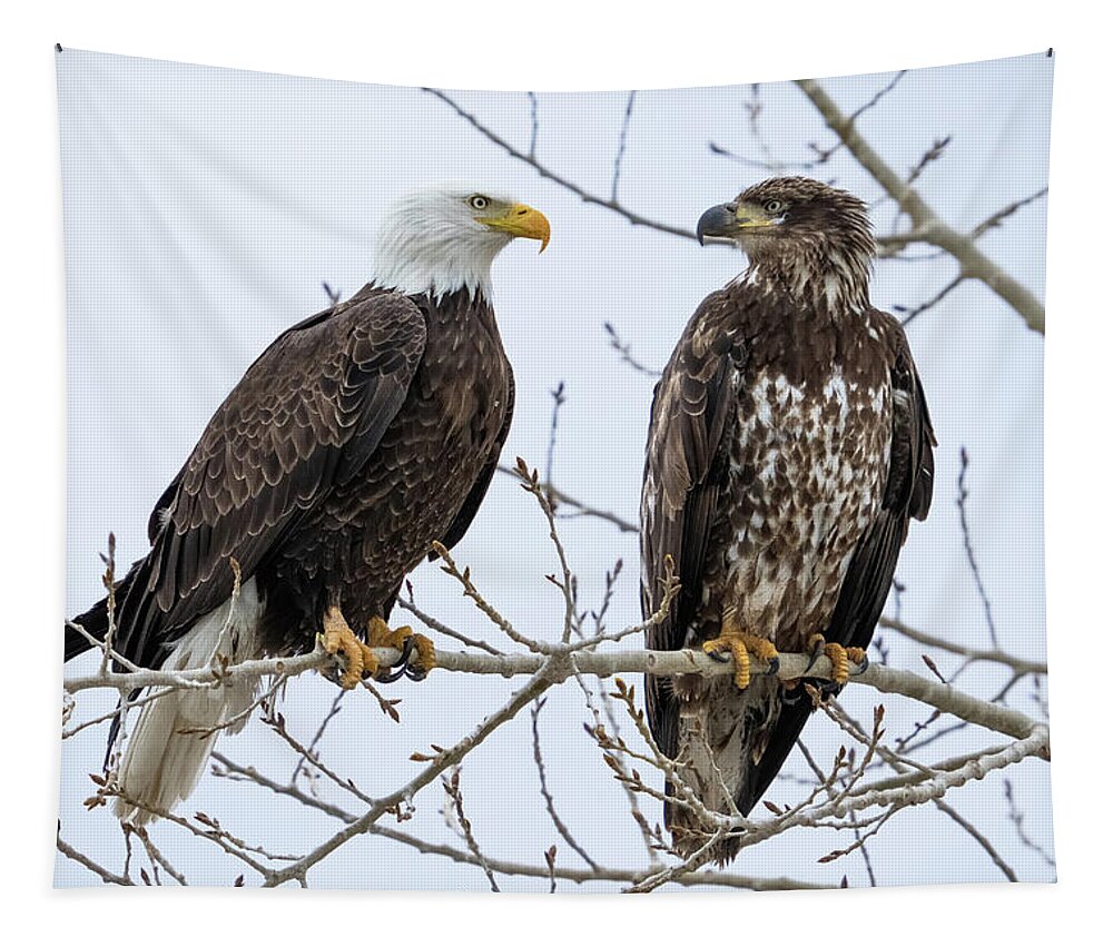 Bald Eagles Tapestry featuring the photograph Bald Eagles on Branch by Wesley Aston