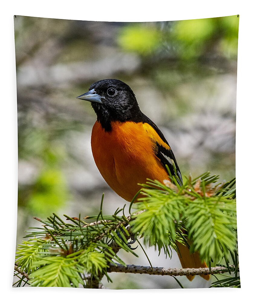 Bird Tapestry featuring the photograph Baltimore Oriole by Cathy Kovarik