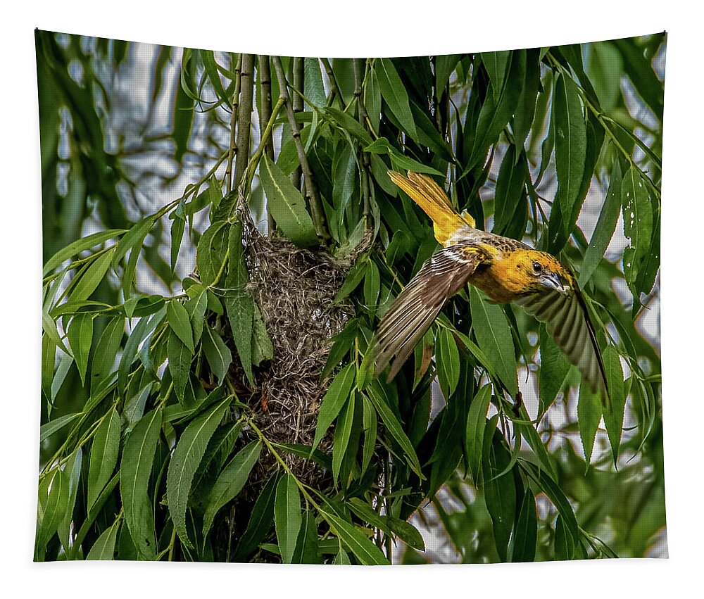 Baltimore Oriole Tapestry featuring the photograph Baltimore Oriole in flight by Brian Shoemaker