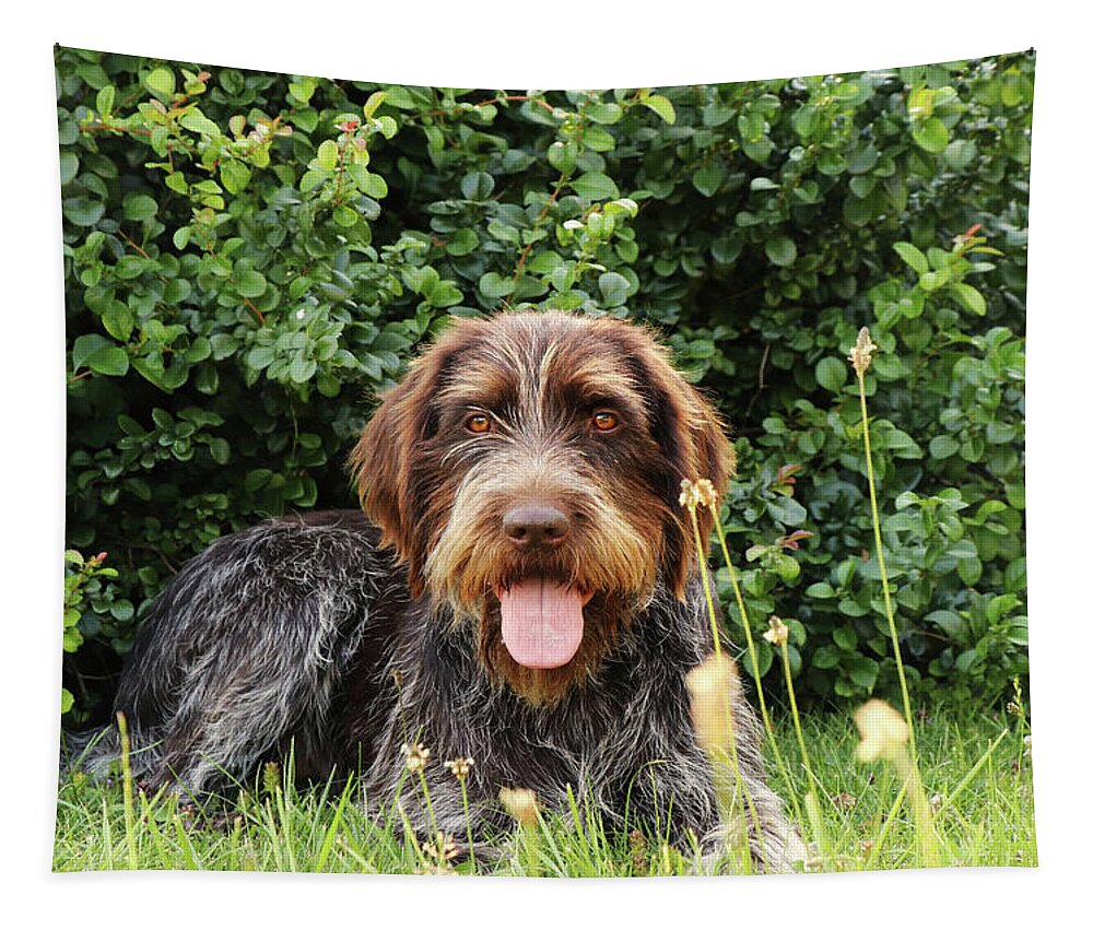 Dog Tapestry featuring the photograph Barbu tcheque typical for czech republic lying in shadow during hot summer days. Female dog with tongue out is looking at camera. Outdoor activities. Tired after hunting. Happy expression by Vaclav Sonnek