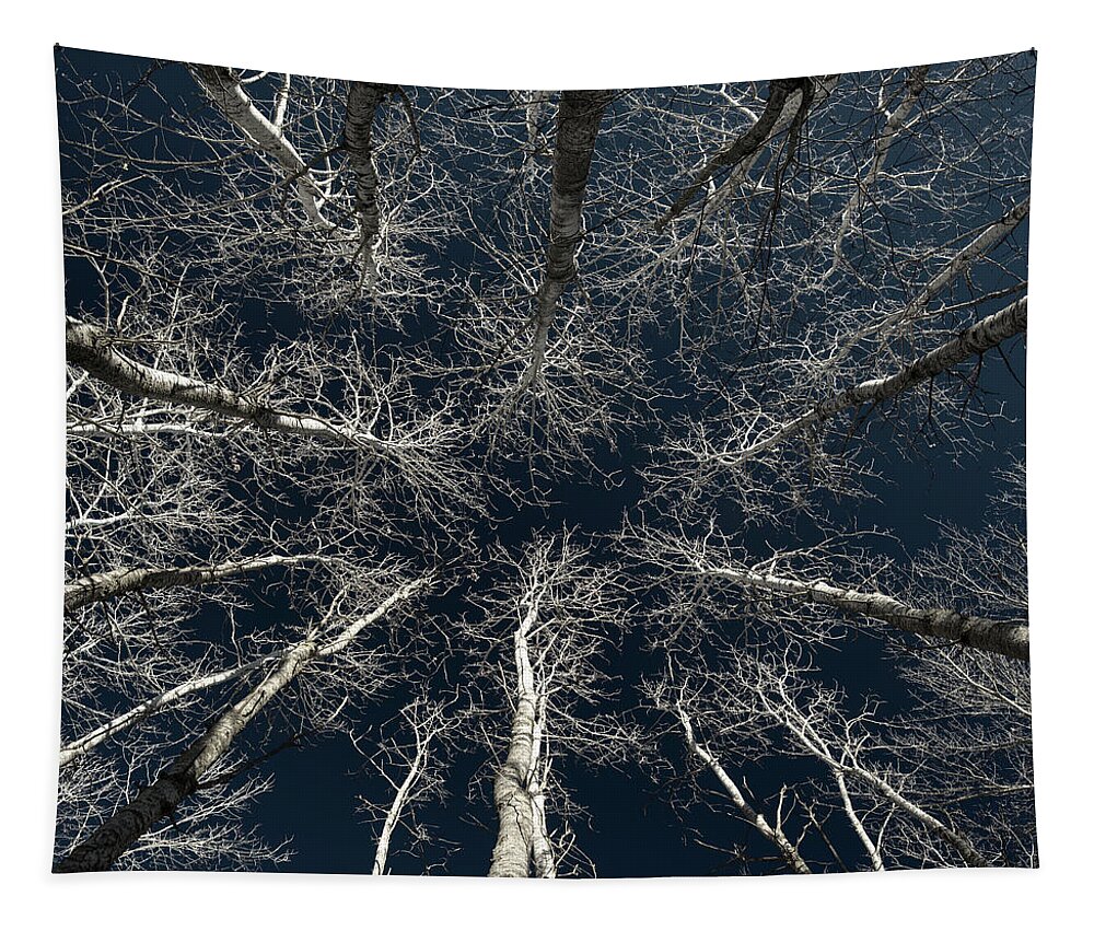 Aspen Tapestry featuring the photograph Bare Aspen Beauty - Side-lit aspen trees by Peter Herman