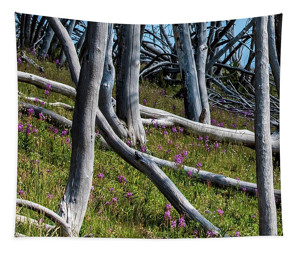 No People Tapestry featuring the photograph Bare Trees, Pink flowers walking up a mountain by Nathan Wasylewski