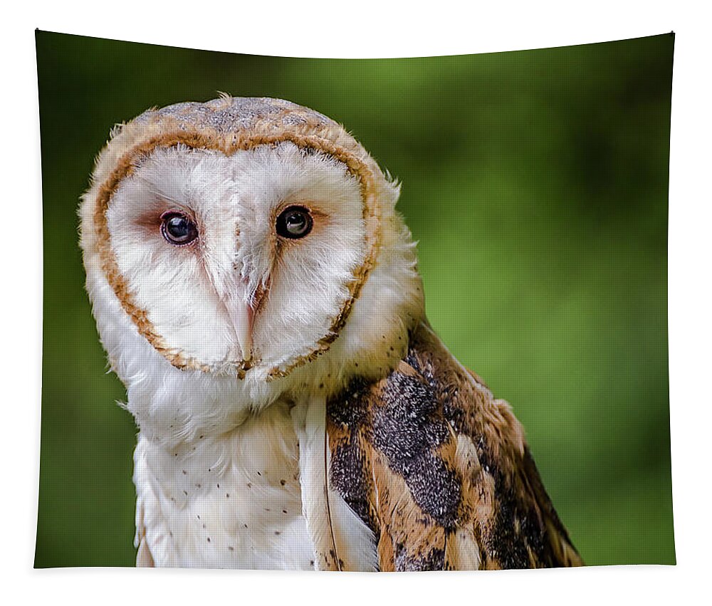 Raptors Owl Hawk Tapestry featuring the photograph Barn owl eyes by Robert Miller