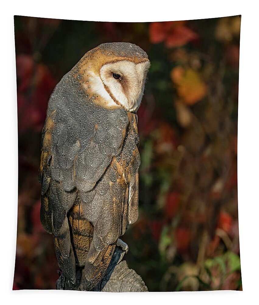 Barn Owl Tapestry featuring the photograph Barn Owl in Autumn by Dawn Key