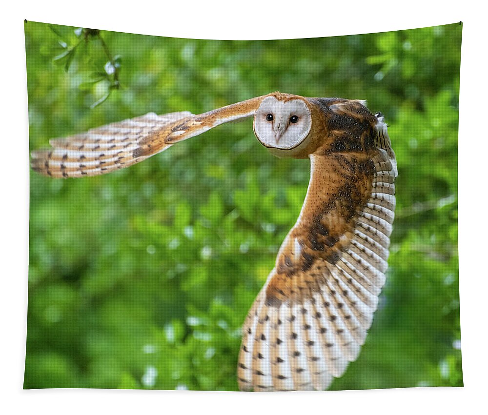 2019 Tapestry featuring the photograph Barn Owl in Flight by Erin K Images