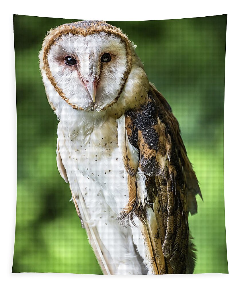Raptors Owl Barn Owl Tapestry featuring the photograph Barn owl by Robert Miller