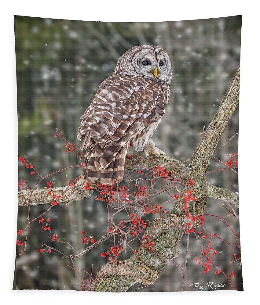 Owl Tapestry featuring the photograph Barred Owl and Berries by Peg Runyan