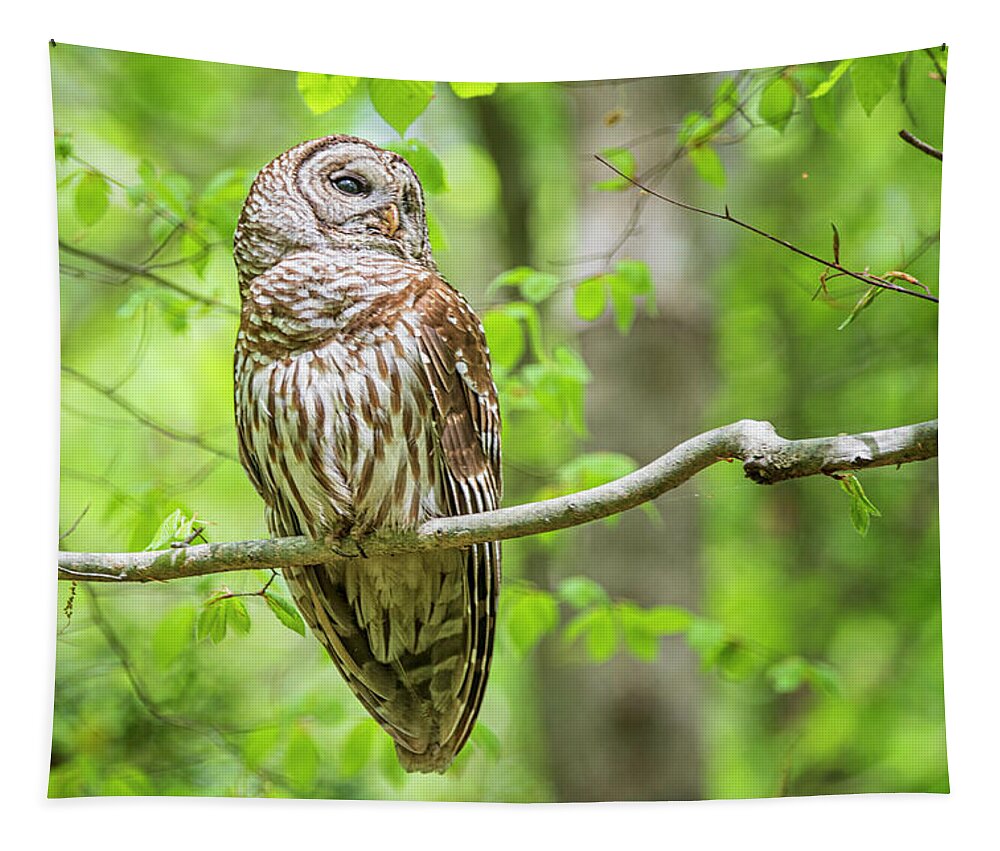 Strix Varia Tapestry featuring the photograph Barred Owl at Cliffs of the Neuse by Bob Decker
