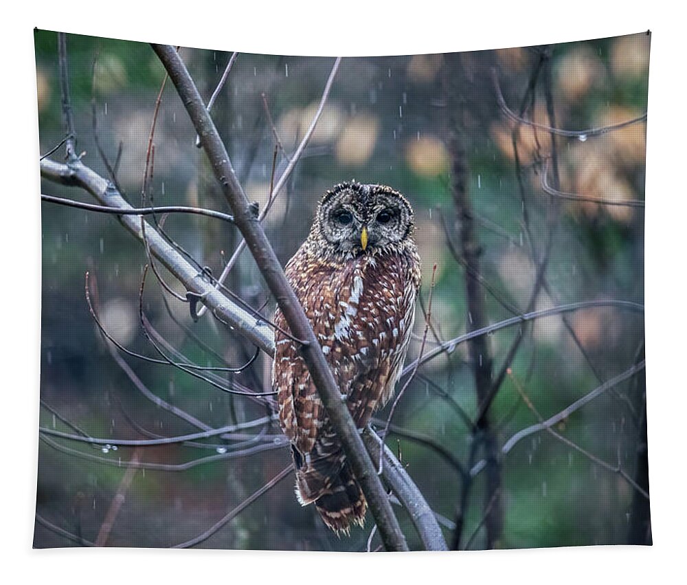 Barred Owl Tapestry featuring the photograph Barred Owl in Springtime Rain by Rachel Morrison