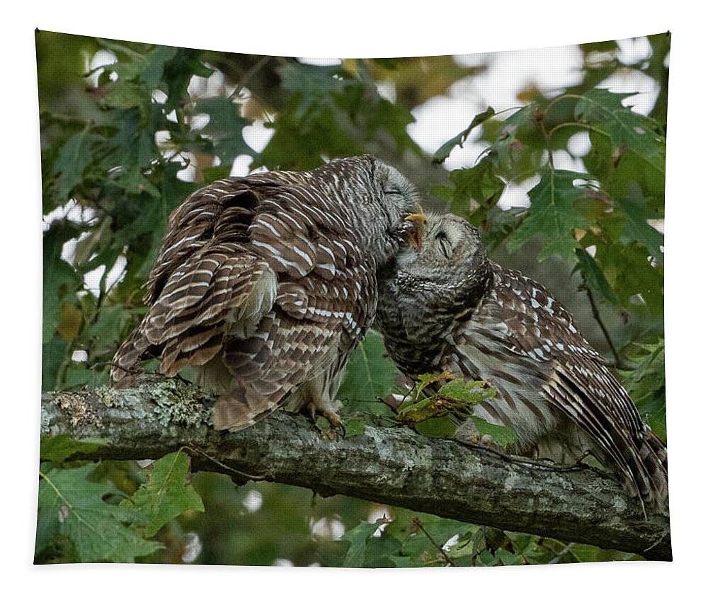 Wildlife Tapestry featuring the photograph Barred Owl Love by Julie Barrick