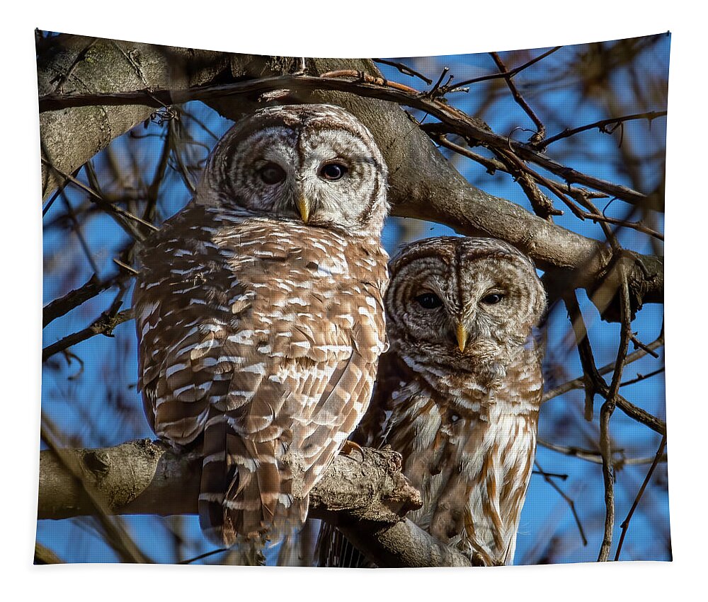 Animal Tapestry featuring the photograph Barred Owl Pair by Brian Shoemaker