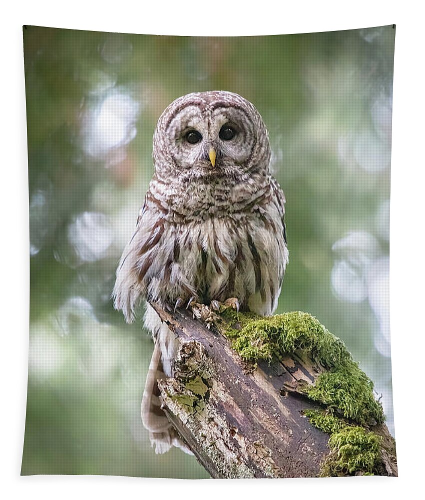 Barred Owl Tapestry featuring the photograph Barred Owl Stare by Michael Rauwolf