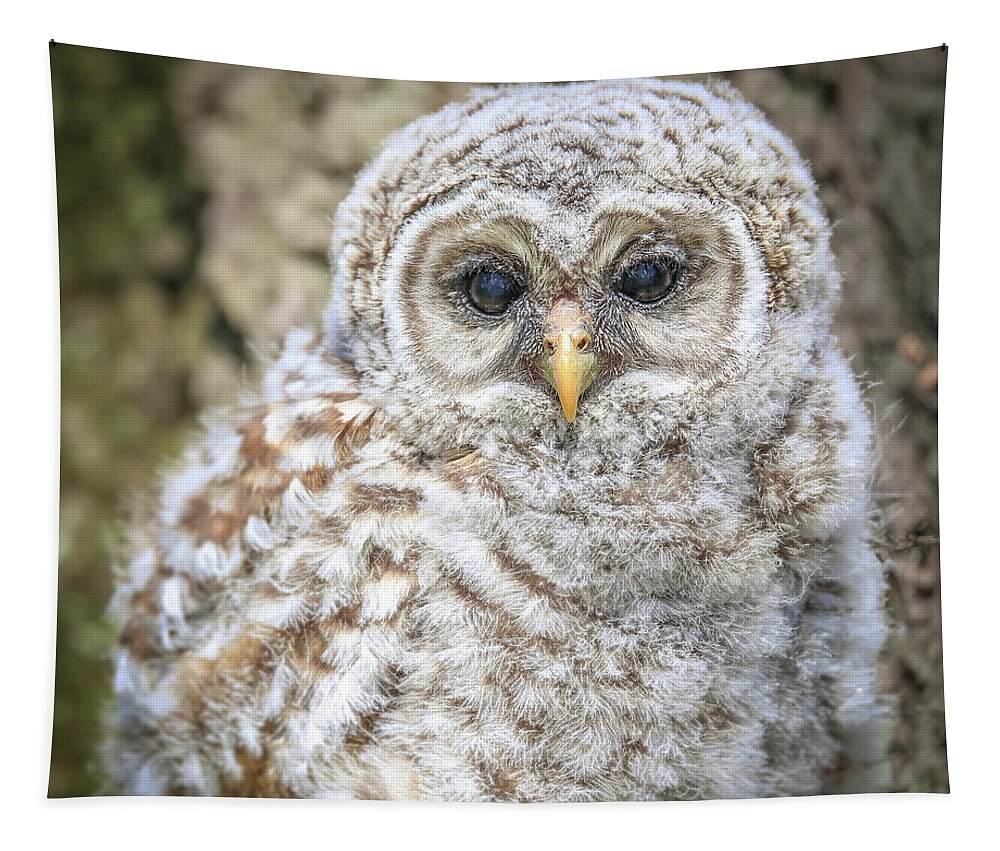 Barred Owlet Portrait Tapestry featuring the photograph Barred Owlet Portrait by Dan Sproul