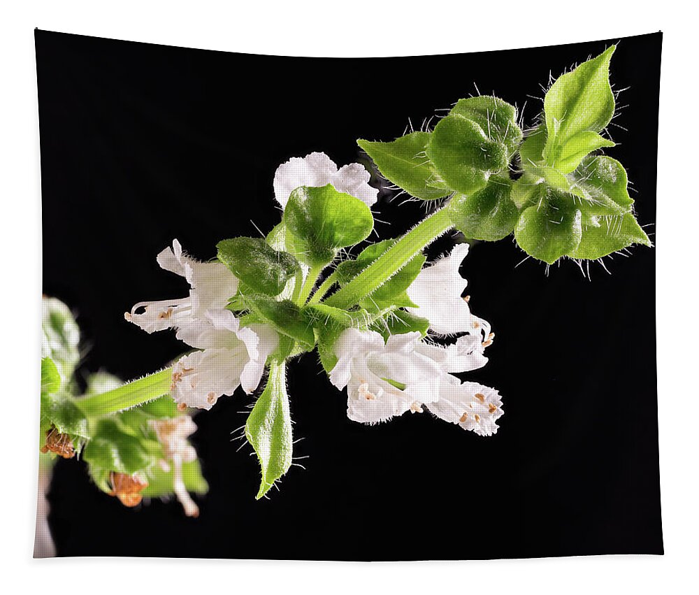 Macro Tapestry featuring the photograph Basil Bloom by Steven Nelson