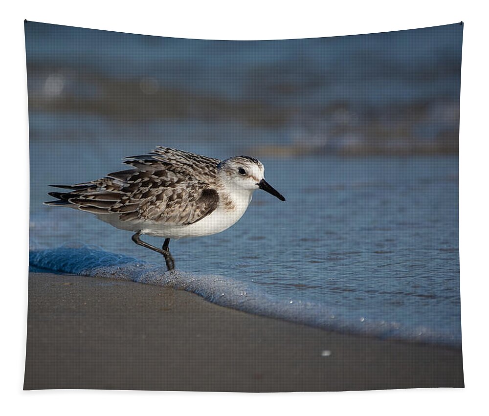 Bird Tapestry featuring the photograph Beach Bully by Linda Bonaccorsi