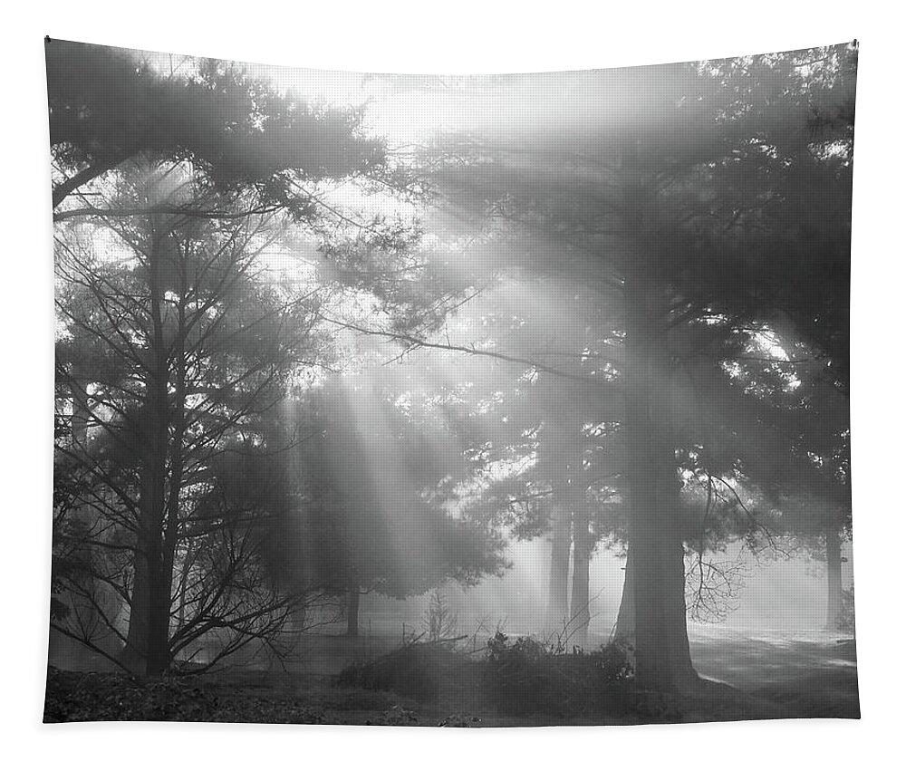 Fine Art Tapestry featuring the photograph Beams Through the Trees by Mike McGlothlen