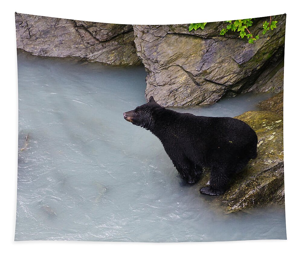 Bear Tapestry featuring the photograph Bearly Fishing II by Steph Gabler